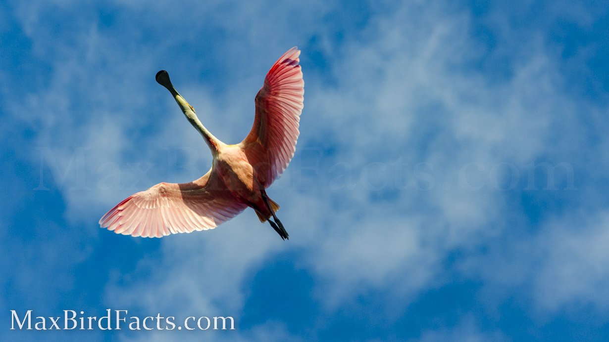 Why_Are_Roseate_Spoonbills_Pink_spoonbill_flying_overhead