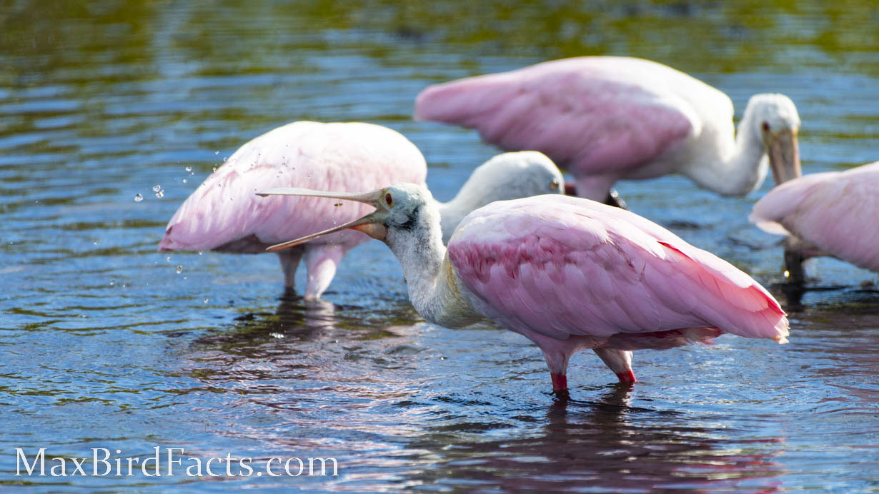 Why_Are_Roseate_Spoonbills_Pink_spoonbill_swallowing_prey