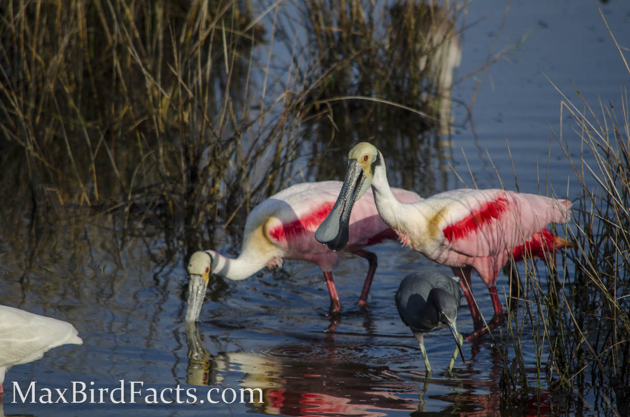 Why_Are_Roseate_Spoonbills_Pink_two_spoonbills_foraging