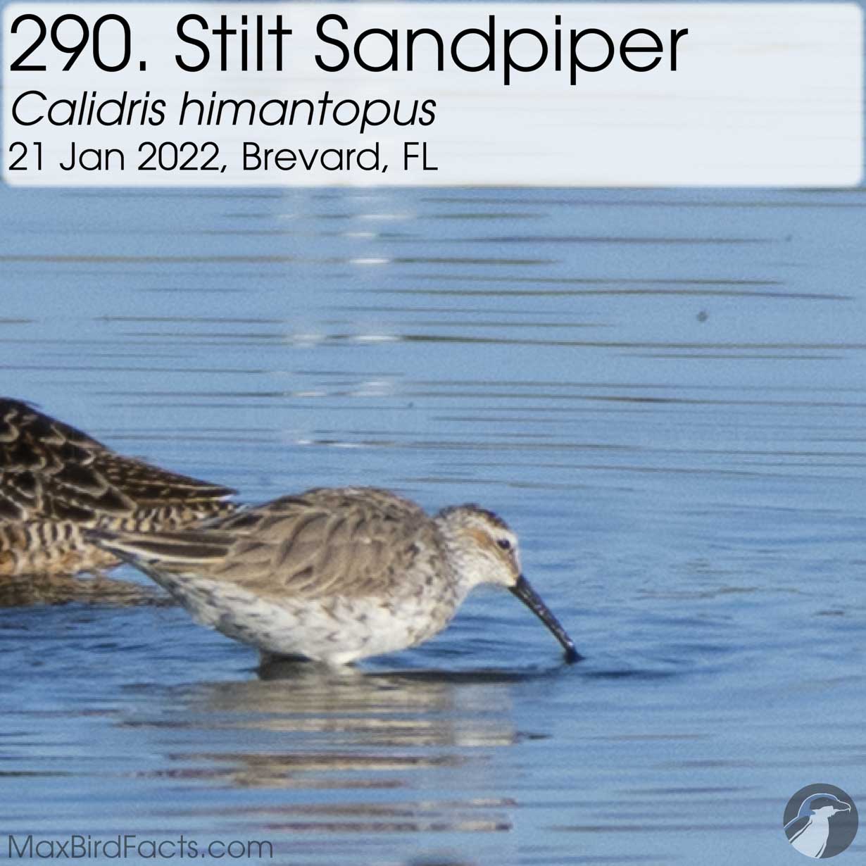 stilt sandpiper