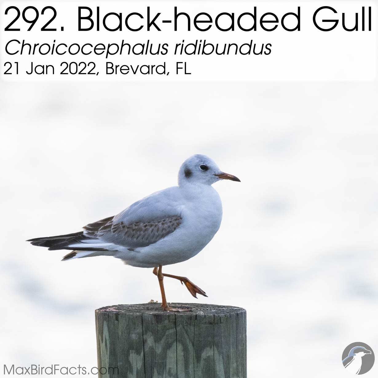 black headed gull
