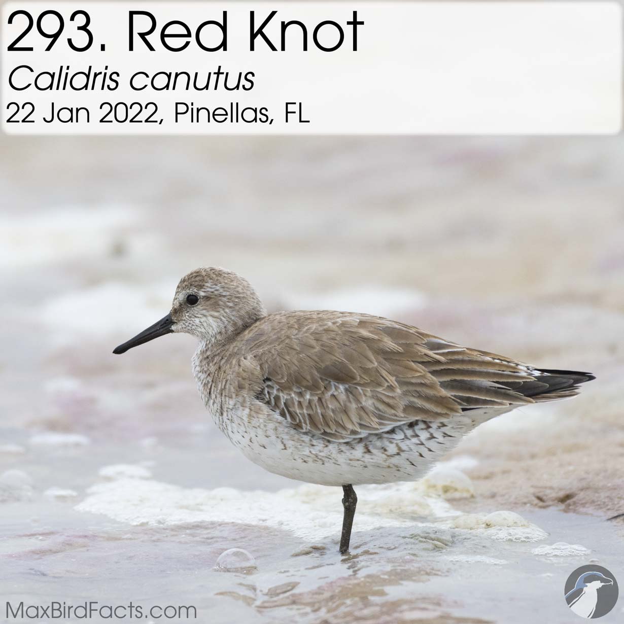 red knot