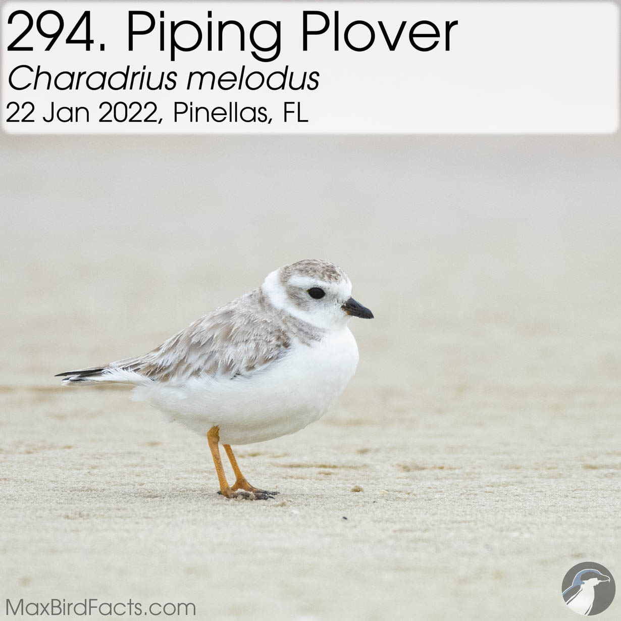 piping plover