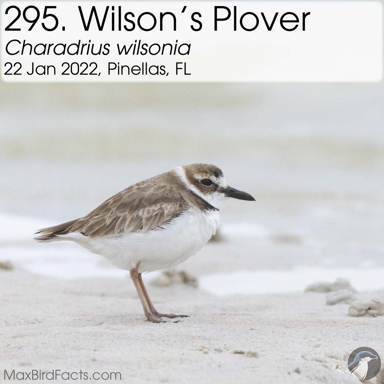 wilson's plover