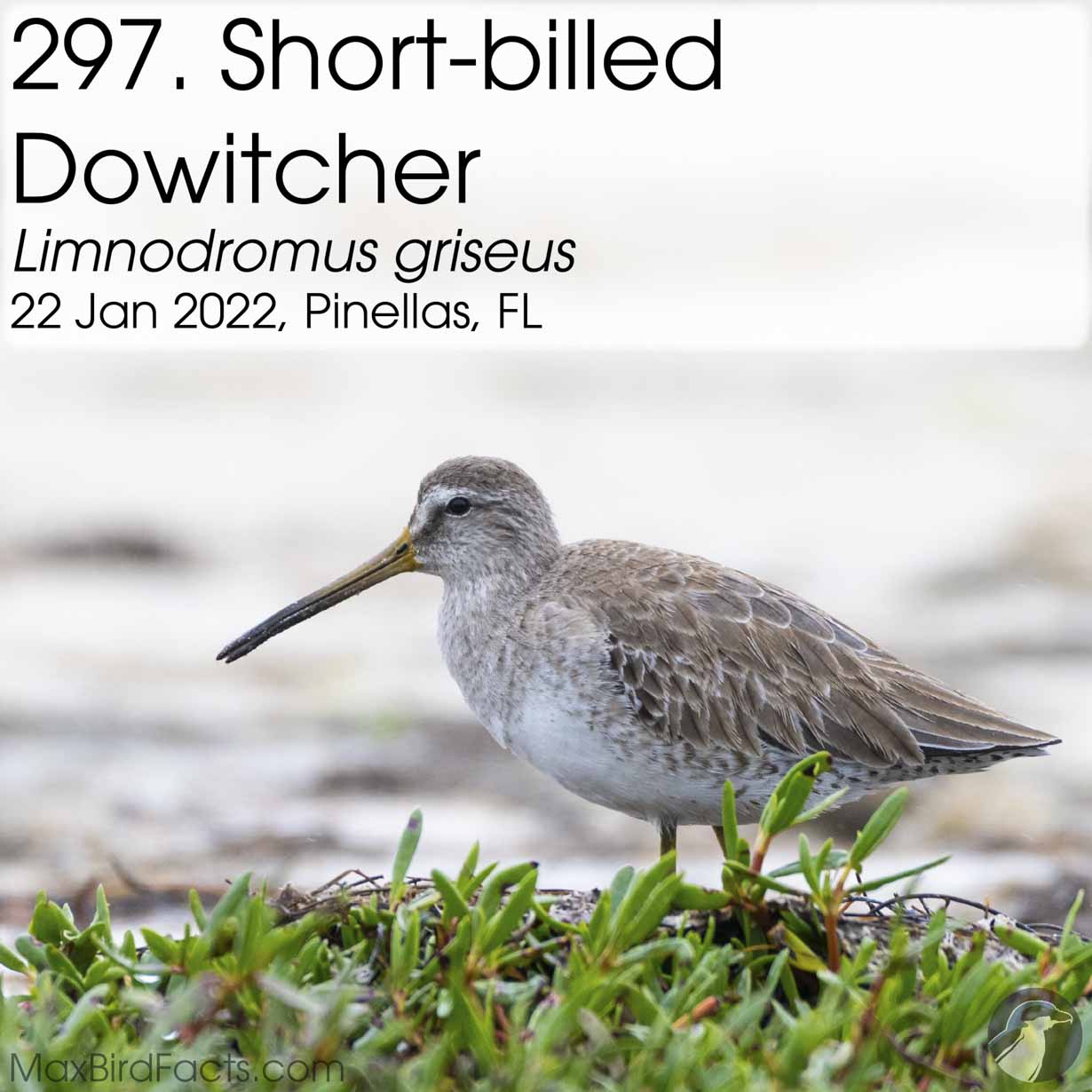 shore-billed dowitcher