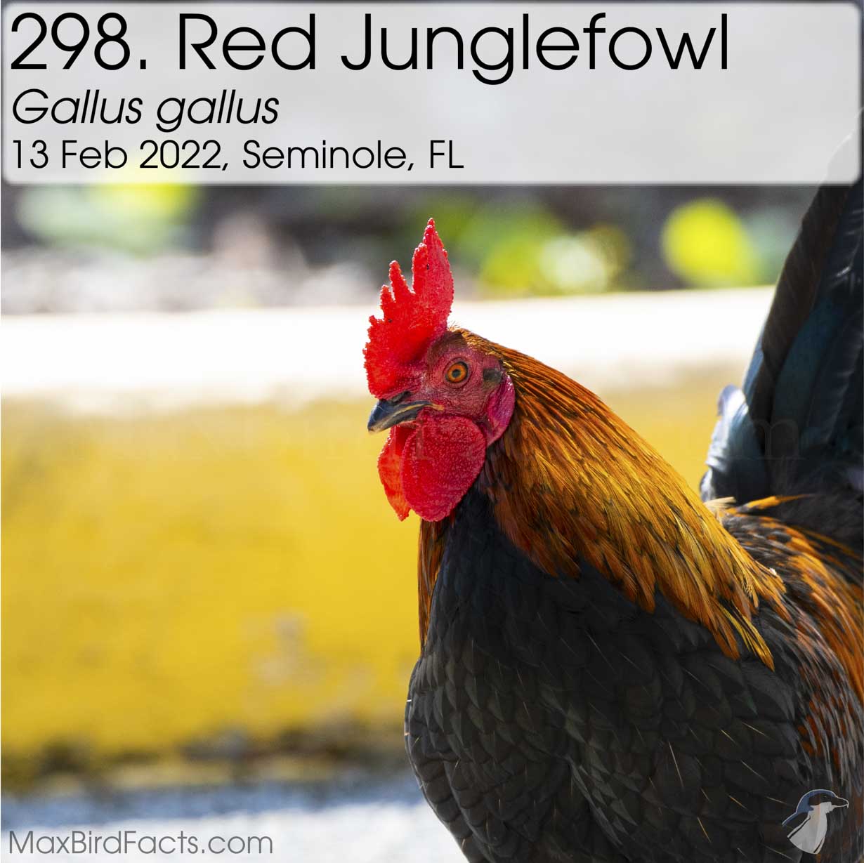 red junglefowl