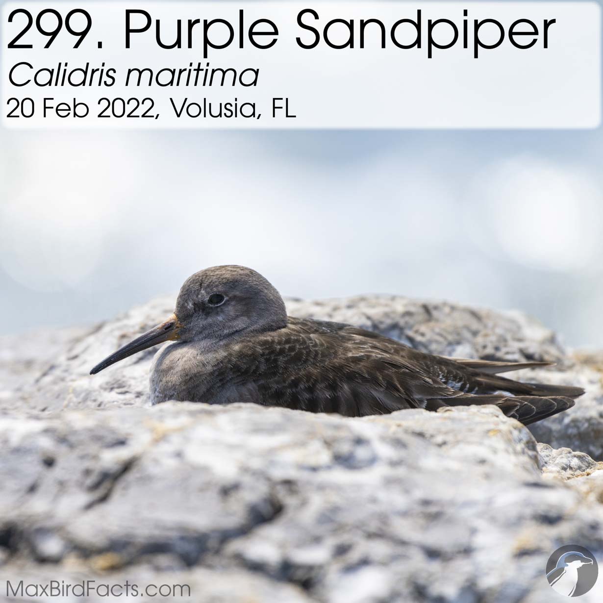 purple sandpiper