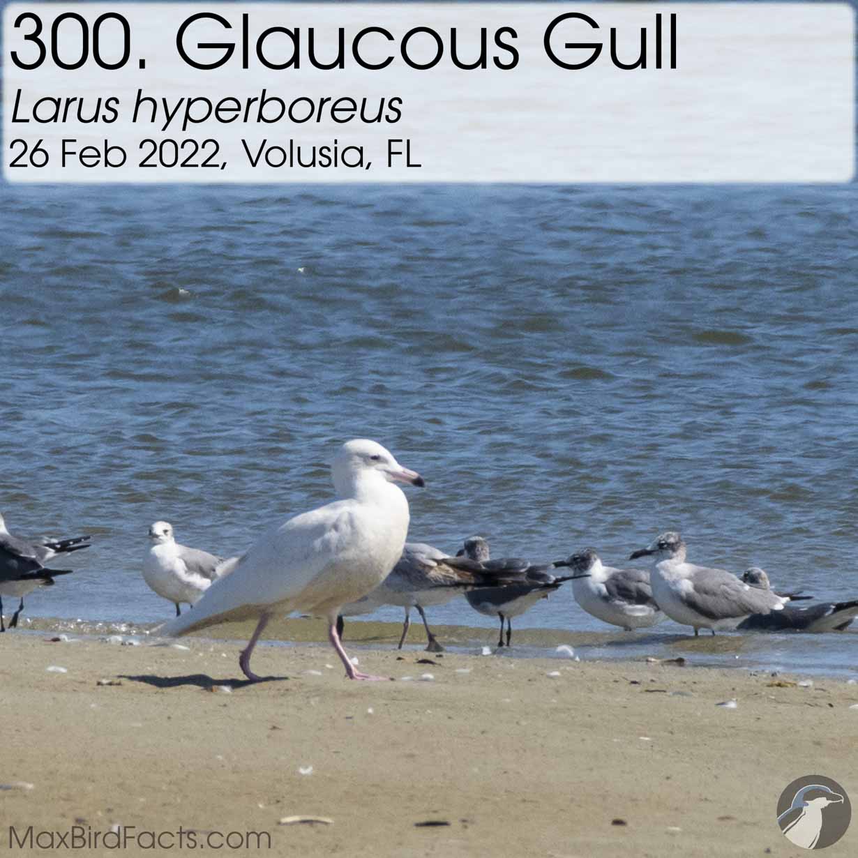 glaucous gull