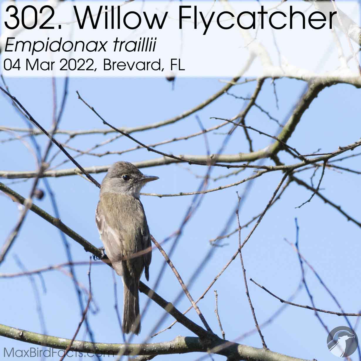 willow flycatcher