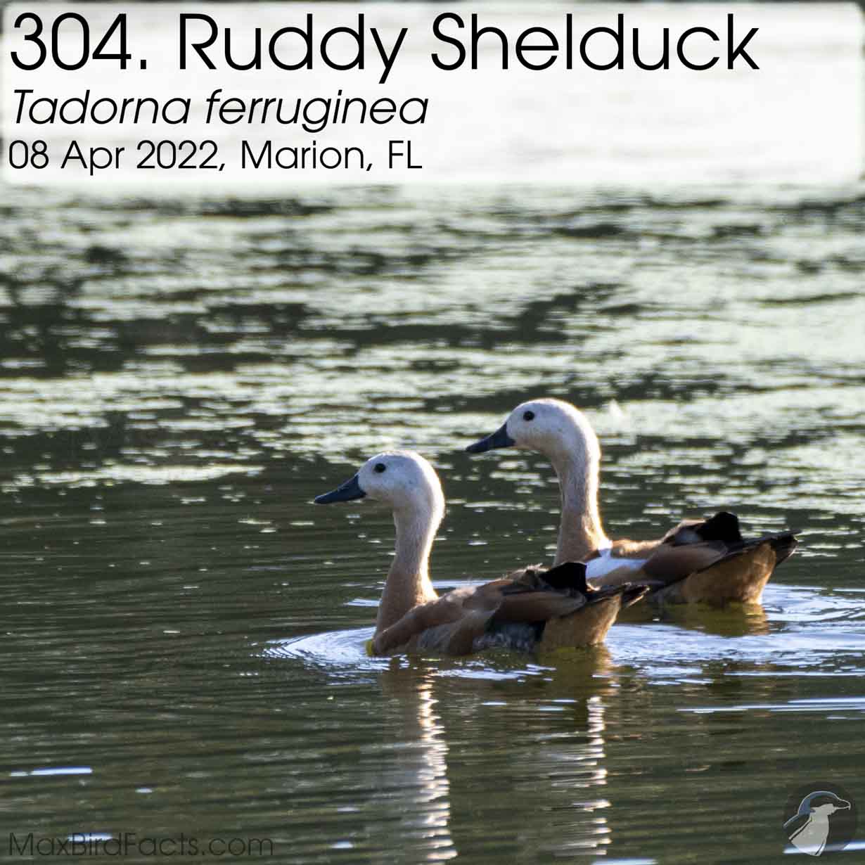 ruddy shelduck