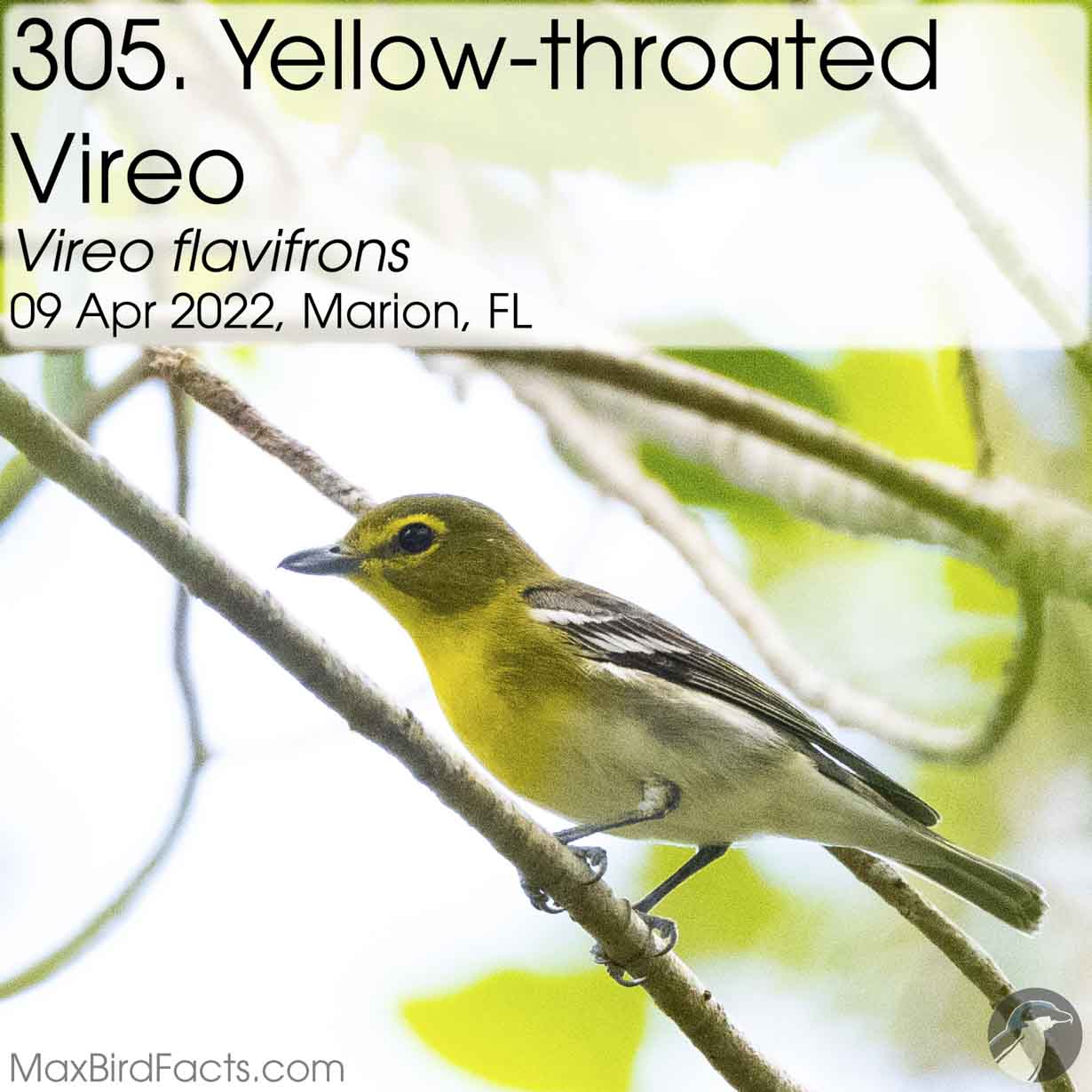 yellow throated vireo