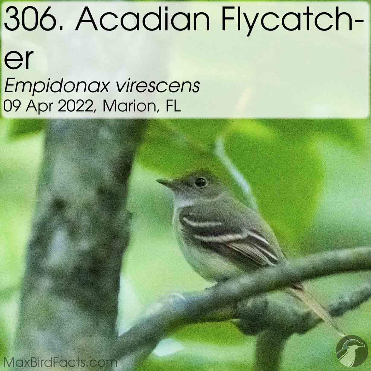 acadian flycatcher