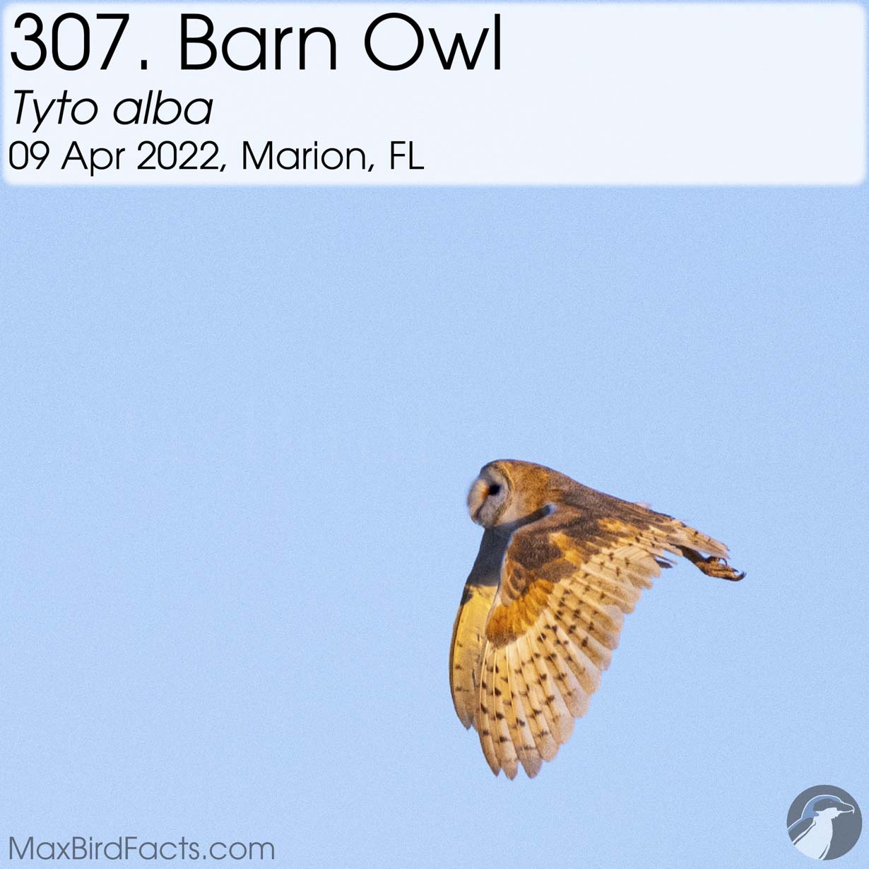 barn owl