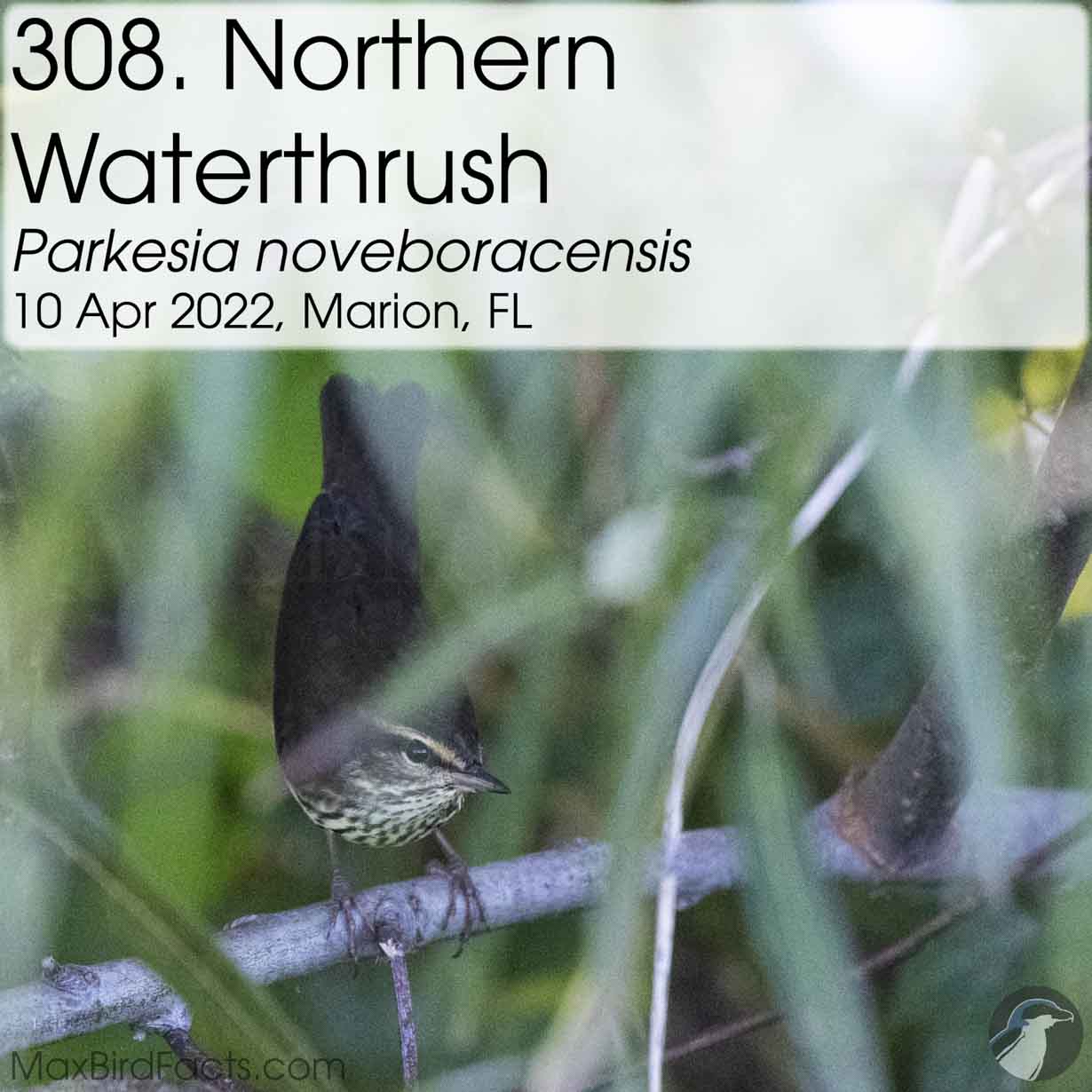 northern waterthrush
