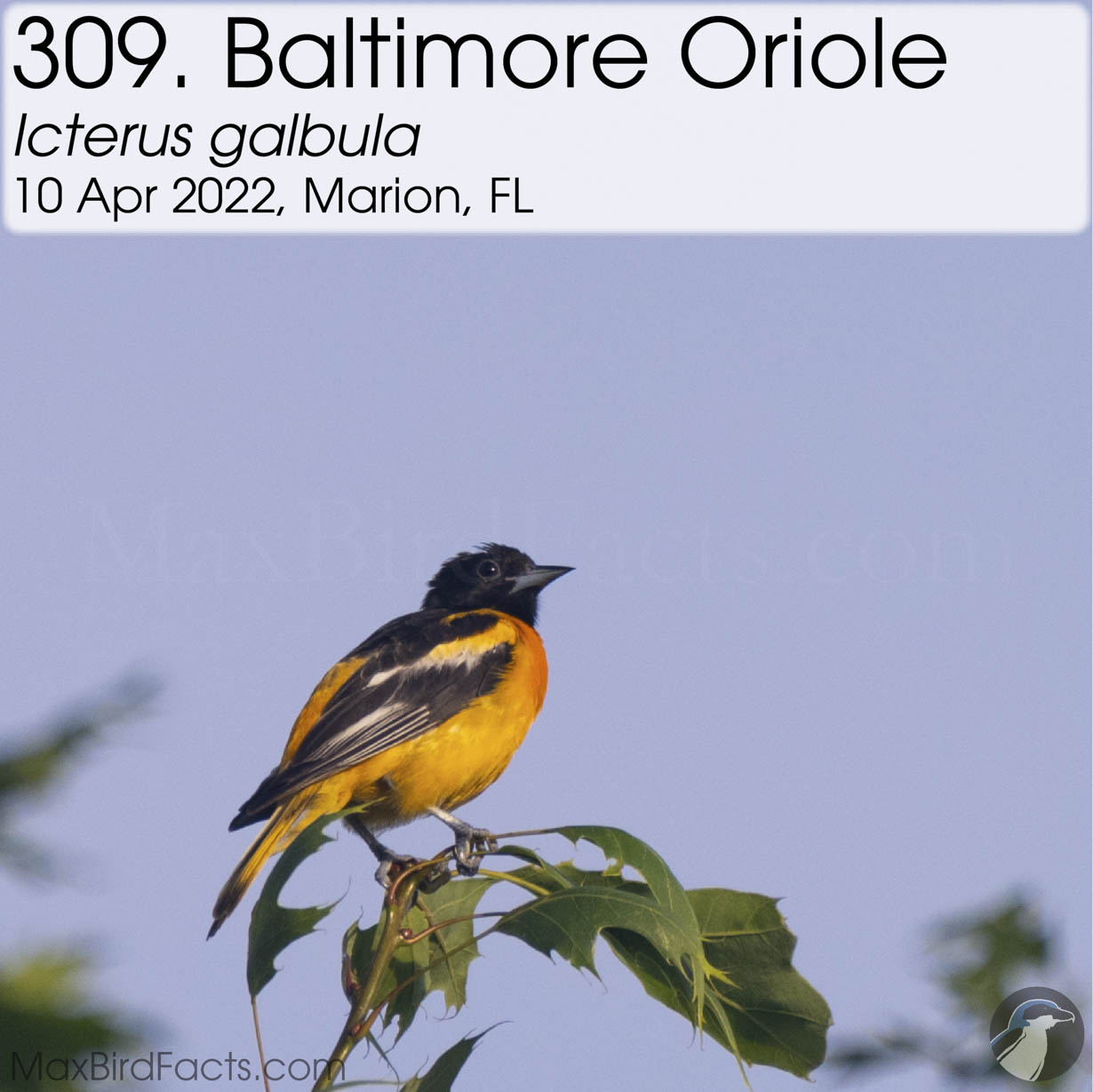 baltimore oriole