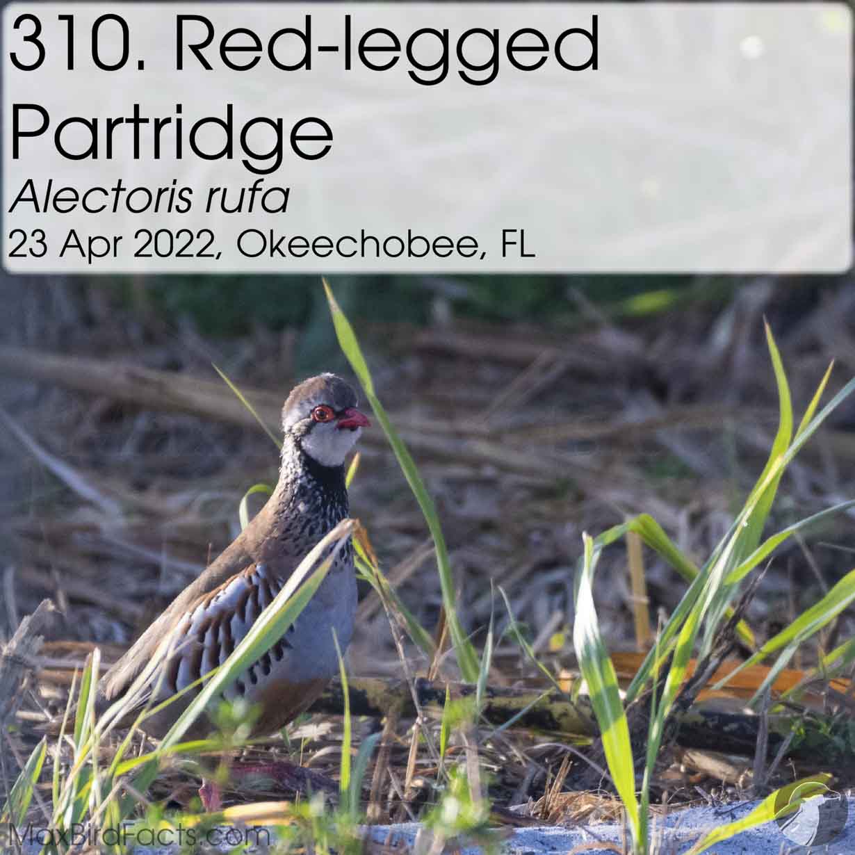 red legged partridge