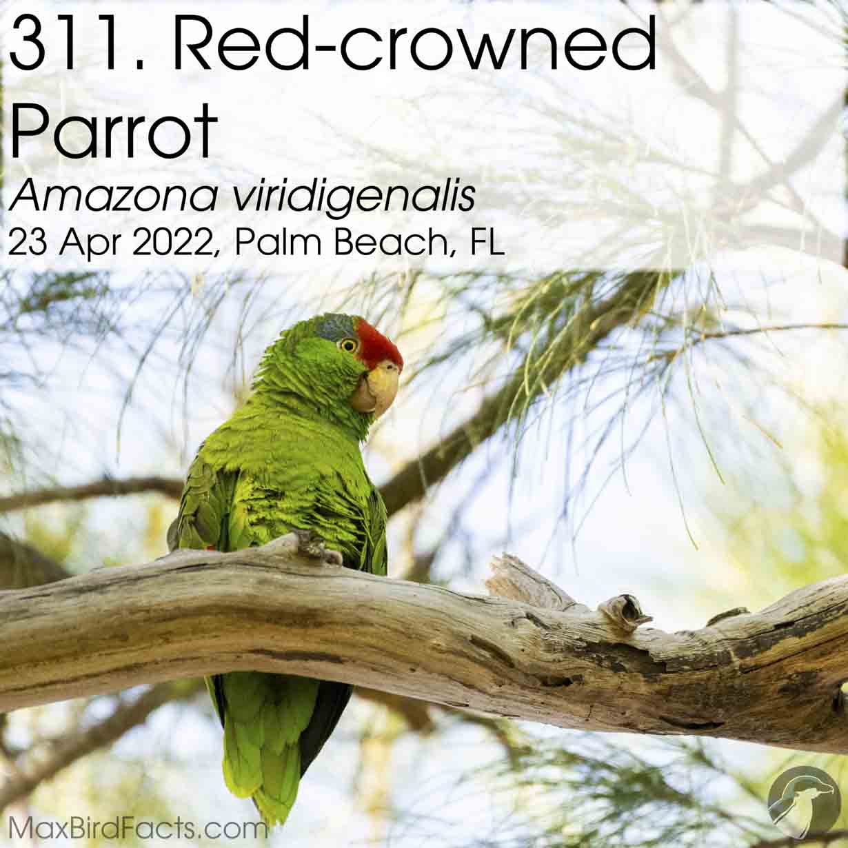 red crowned parrot, red crowned amazon