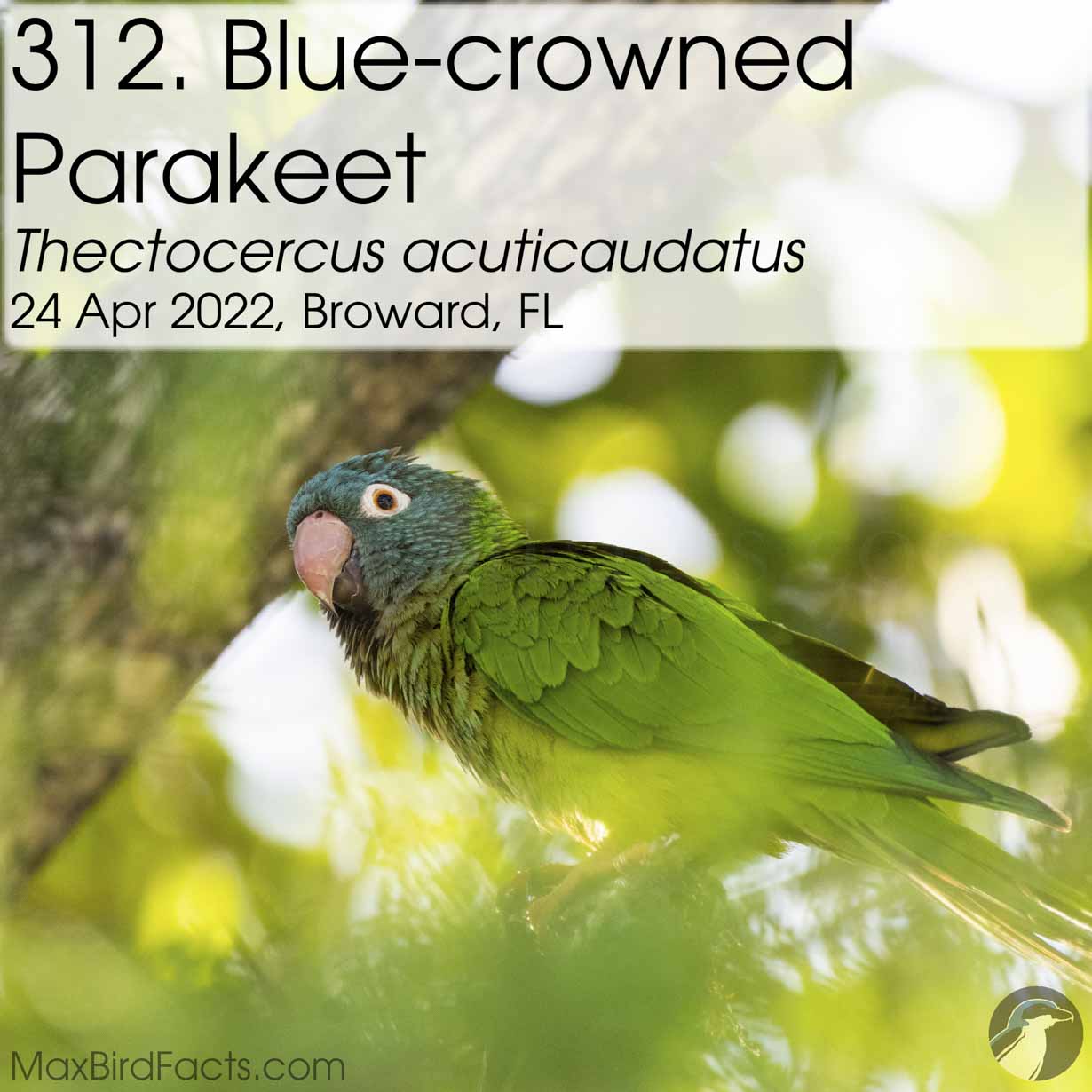 blue crowned parakeet