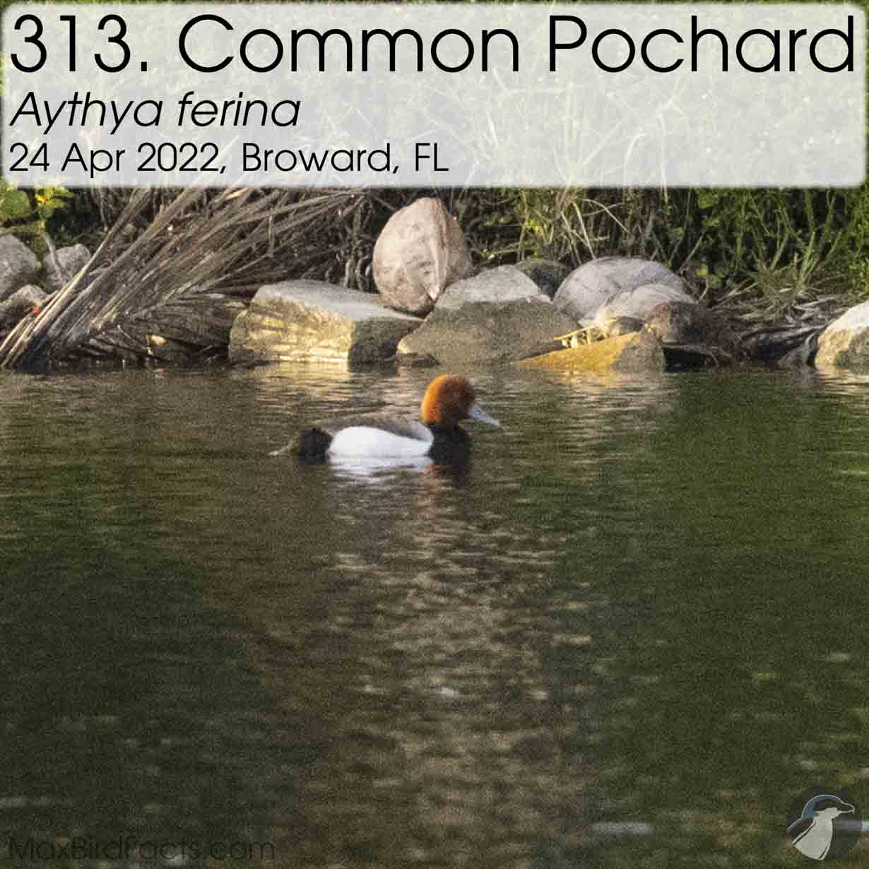 common pochard