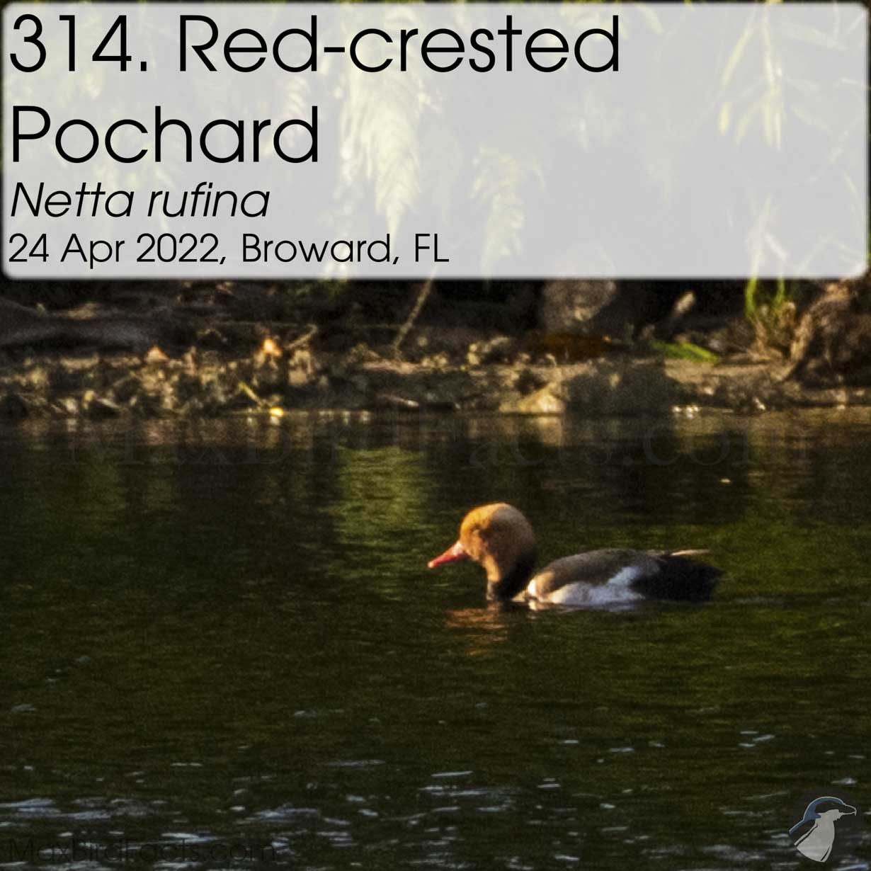 red crested pochard