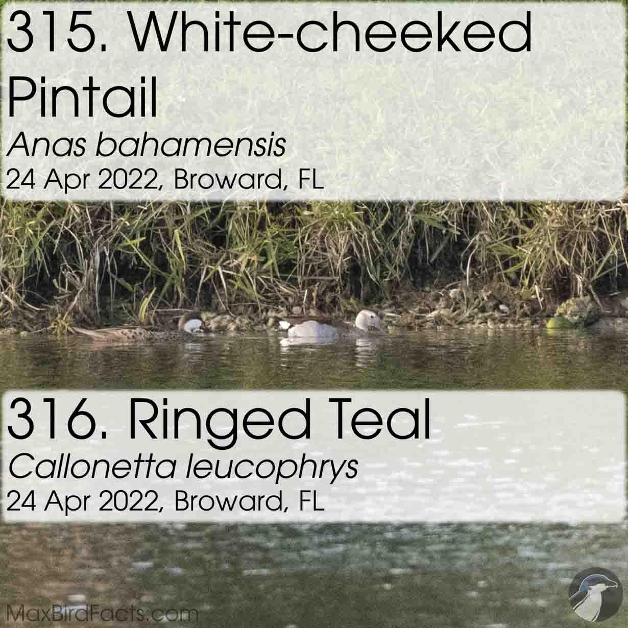white cheeked pintail, ringed teal