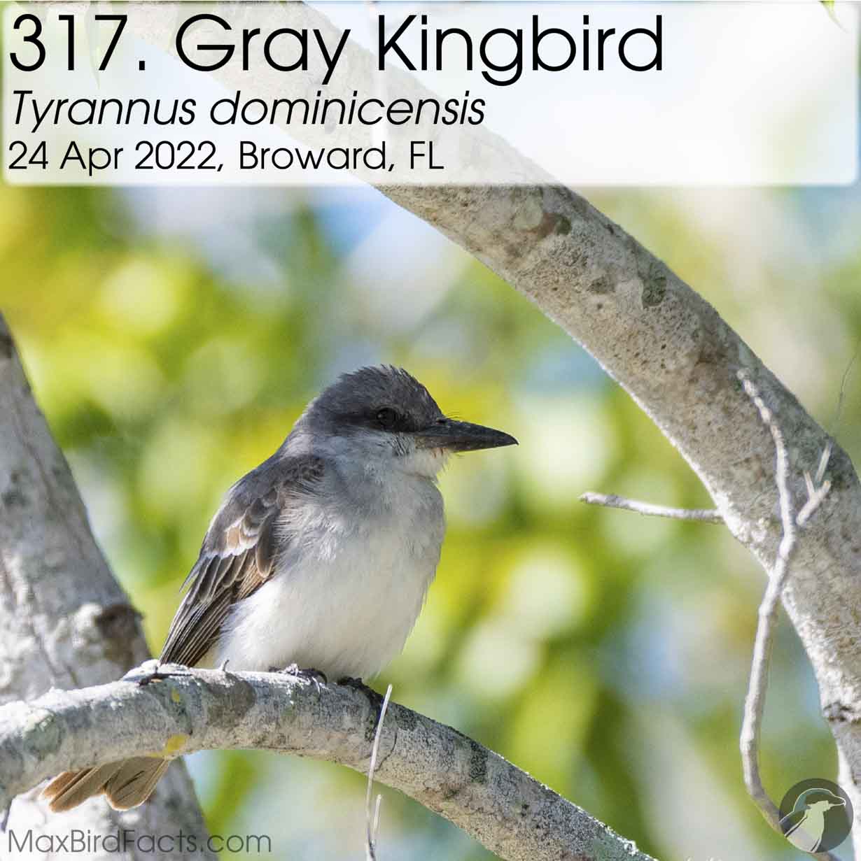 gray kingbird