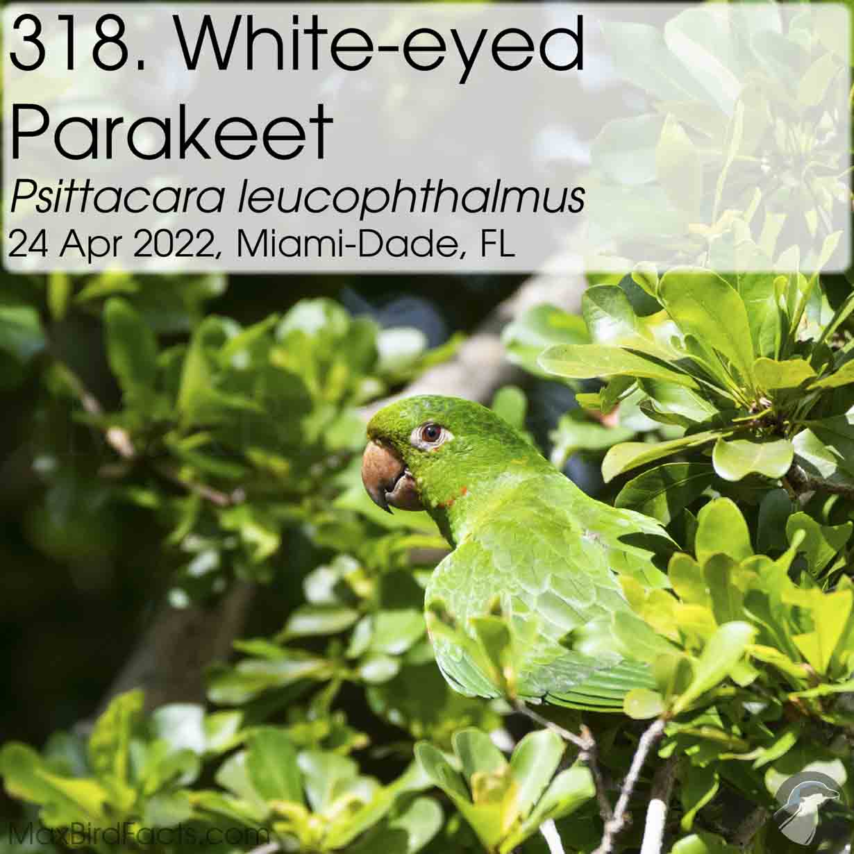 white eyed parakeet