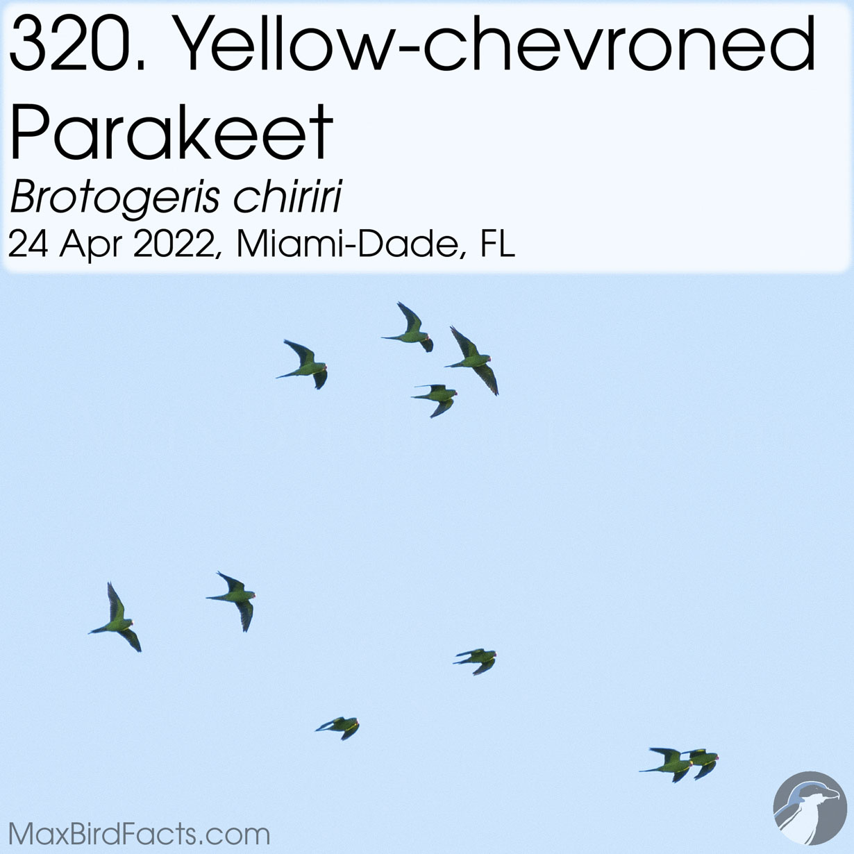 yellow chevroned parakeet