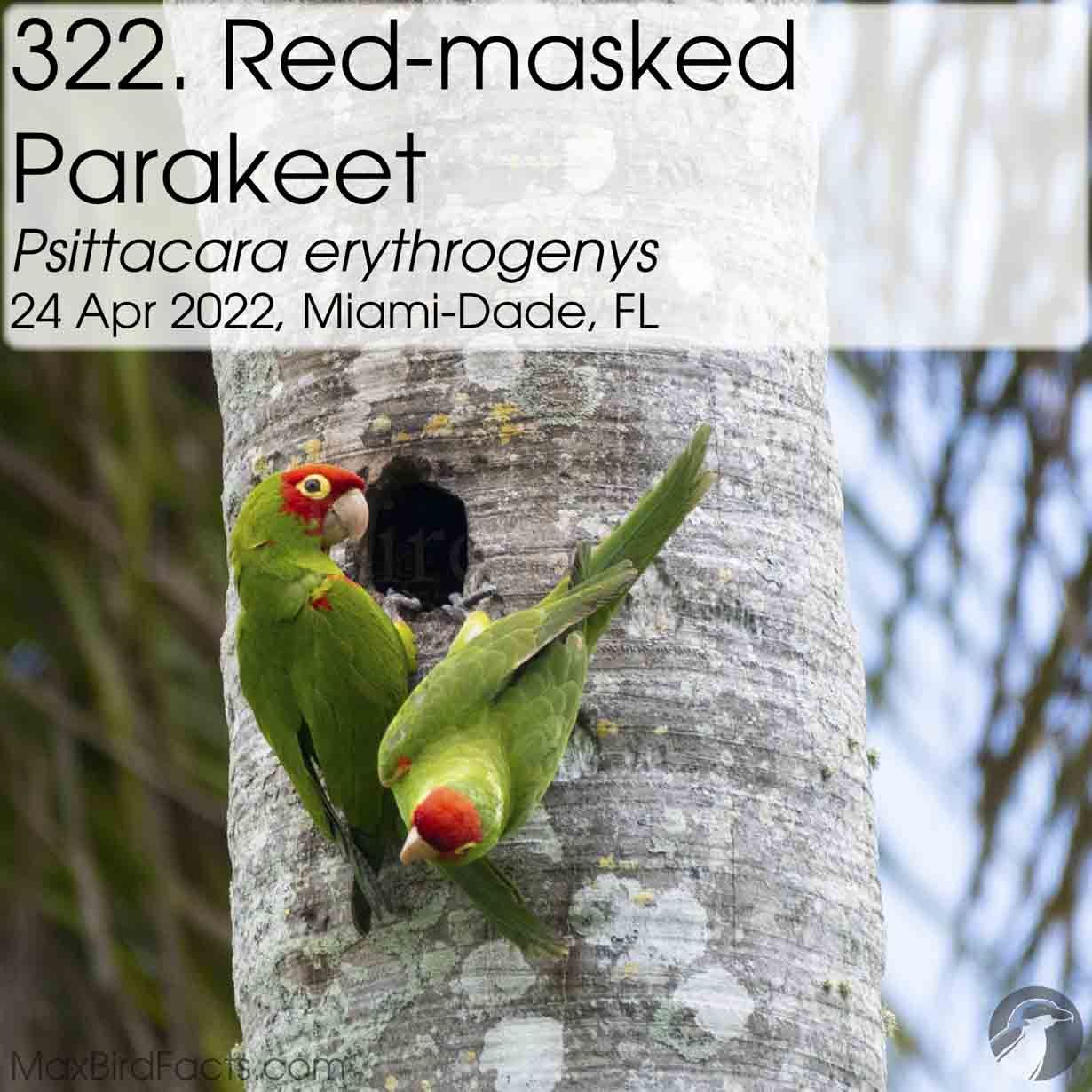 red masked parakeet