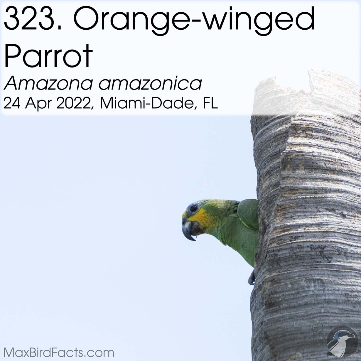 orange winged parrot, orange winged amazon
