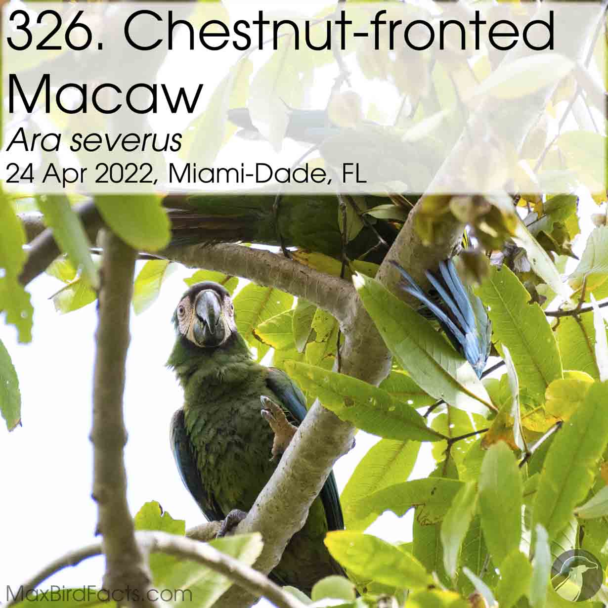 chestnut fronted macaw