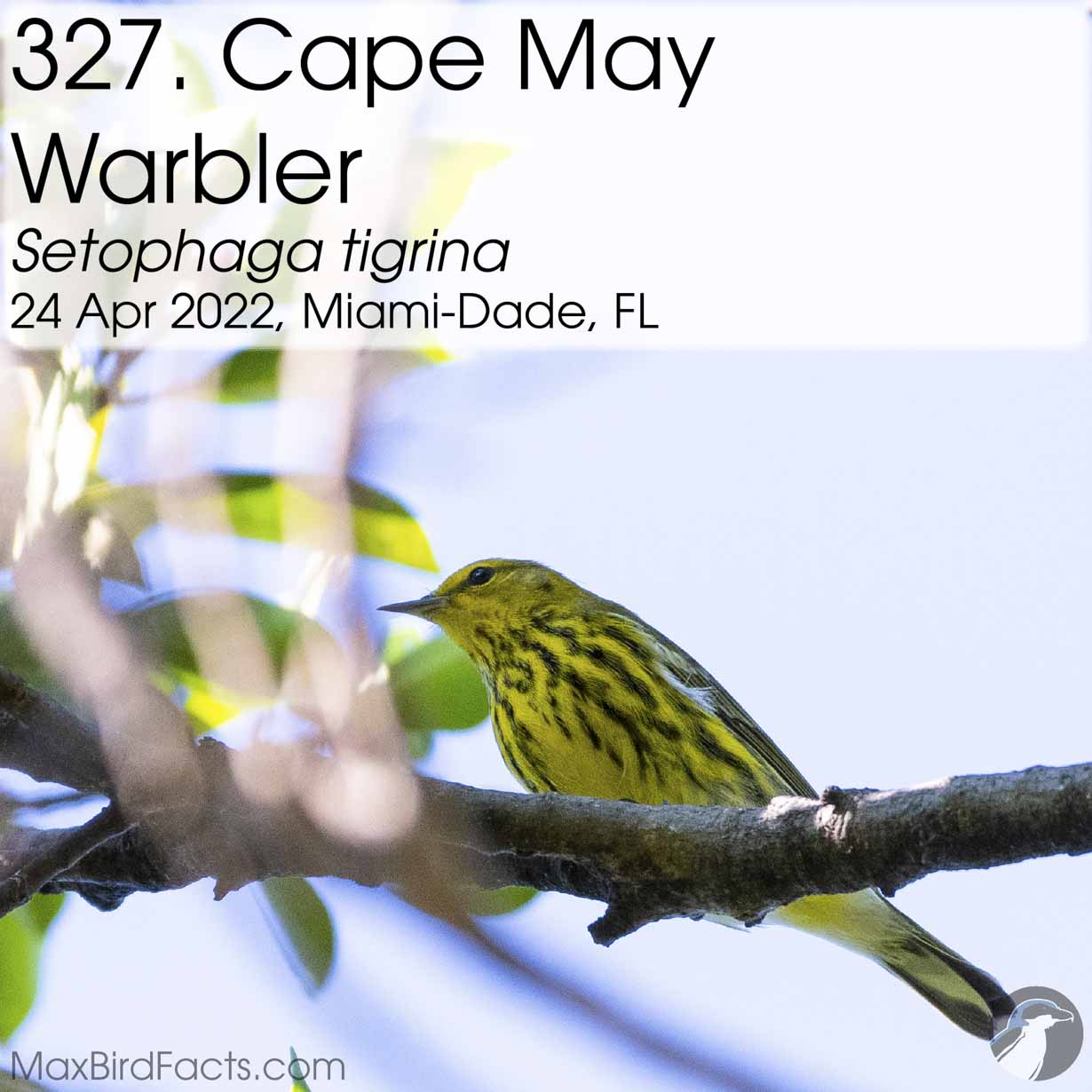 cape may warbler