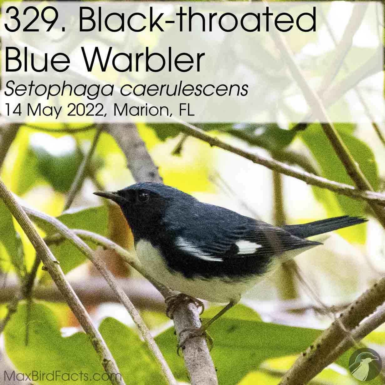 black throated blue warbler