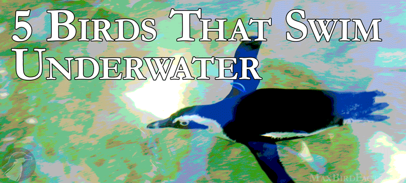 33. 5 Birds That Swim Underwater