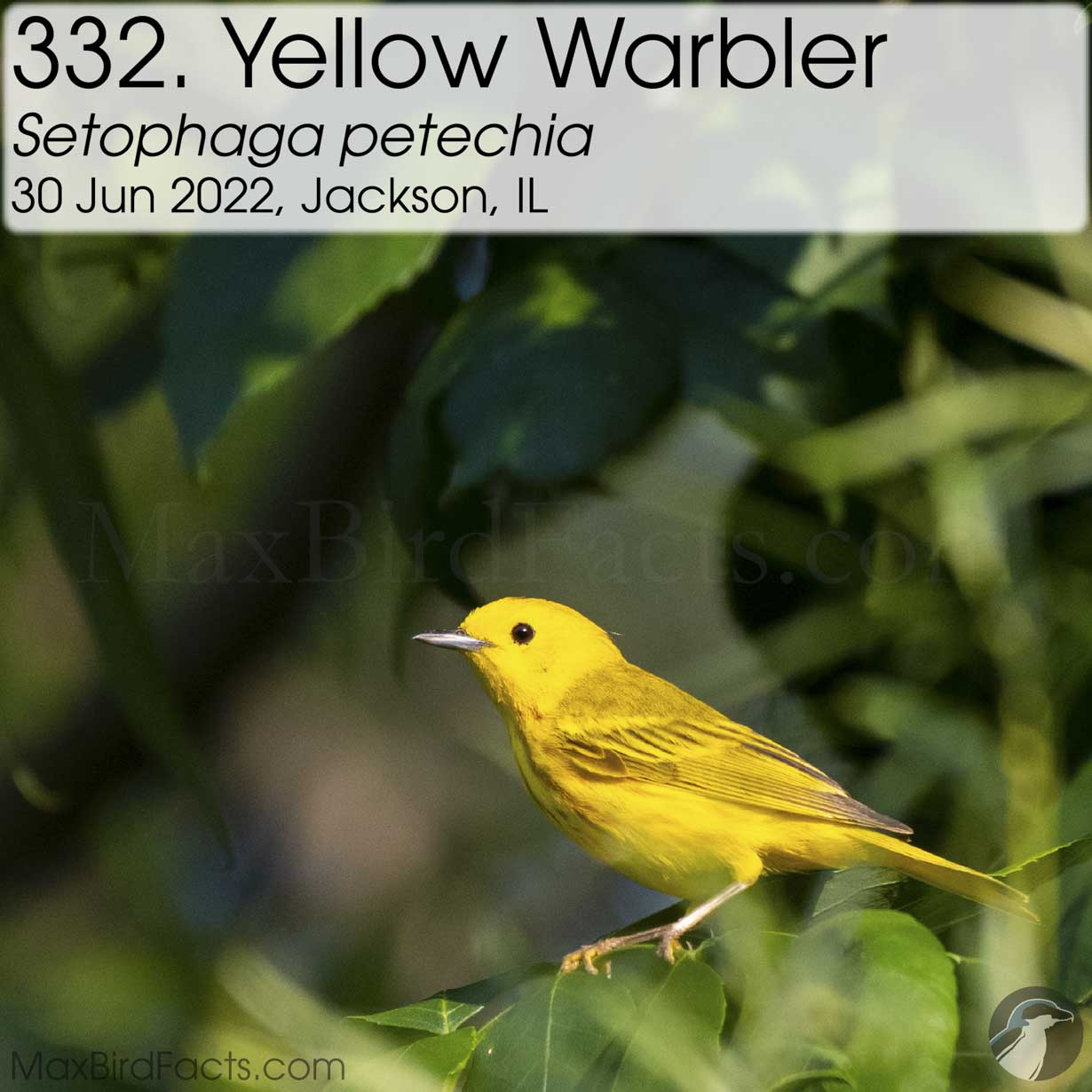 yellow warbler