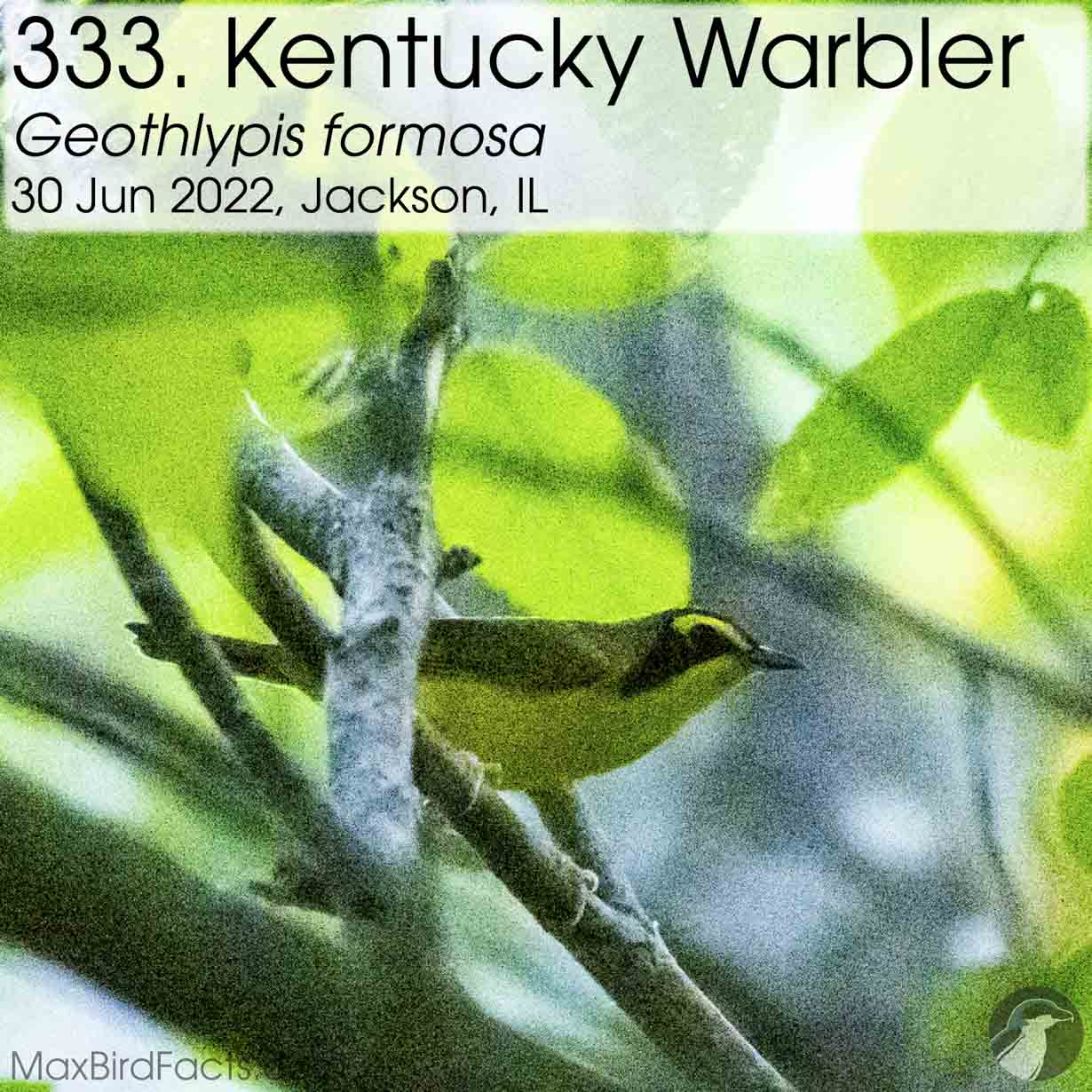 kentucky warbler