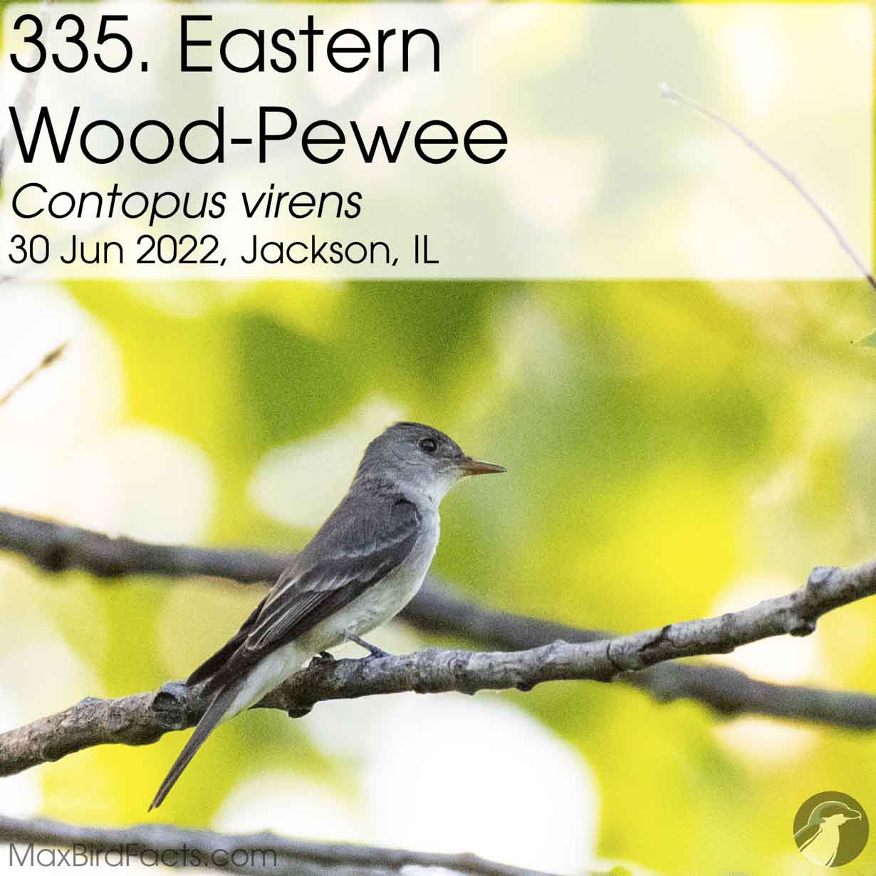 eastern wood pewee