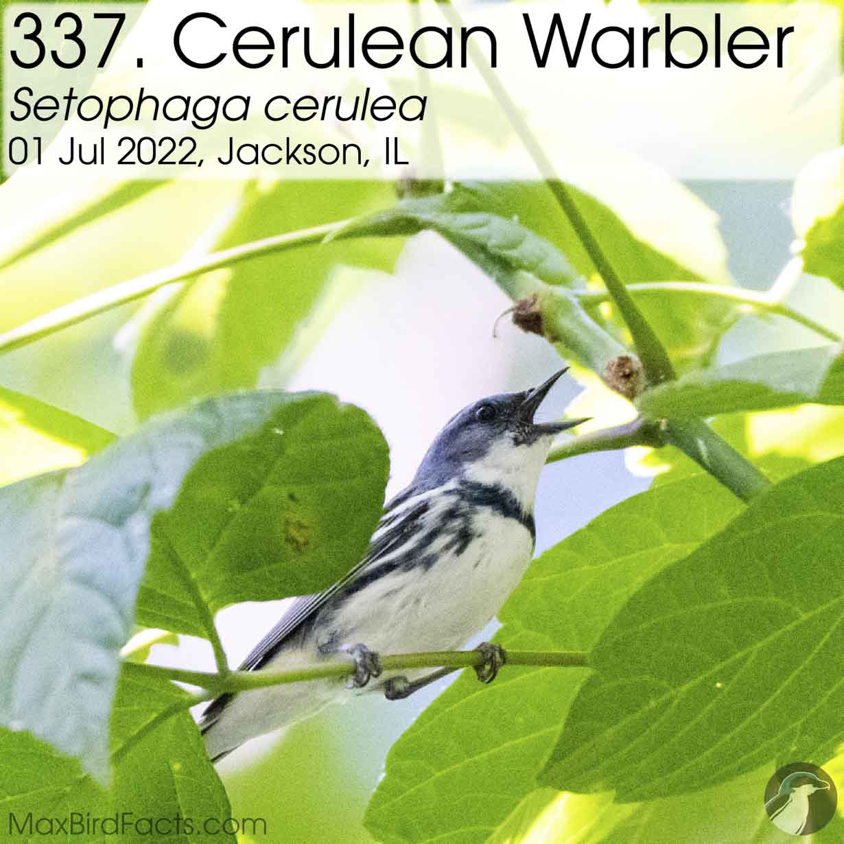 cerulean warbler