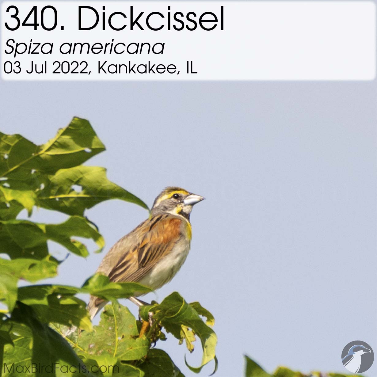 dickcissel