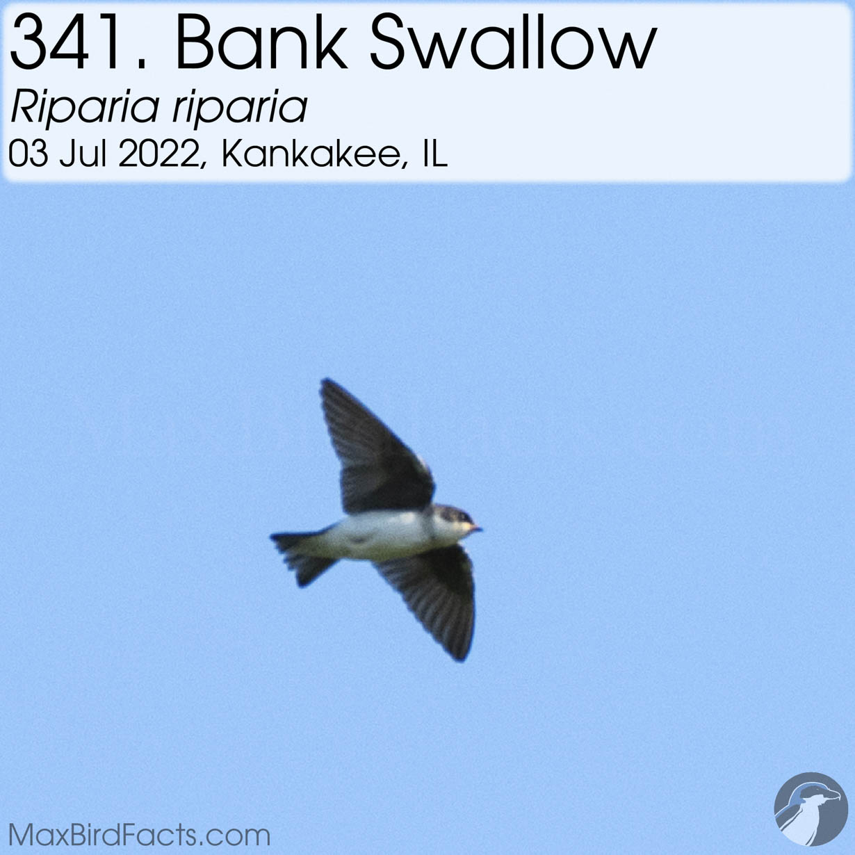 bank swallow