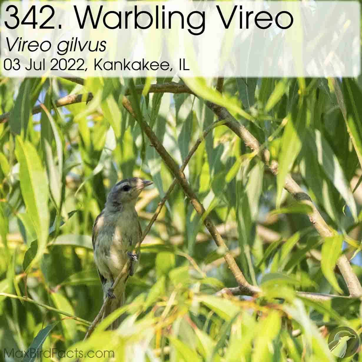 warbling vireo