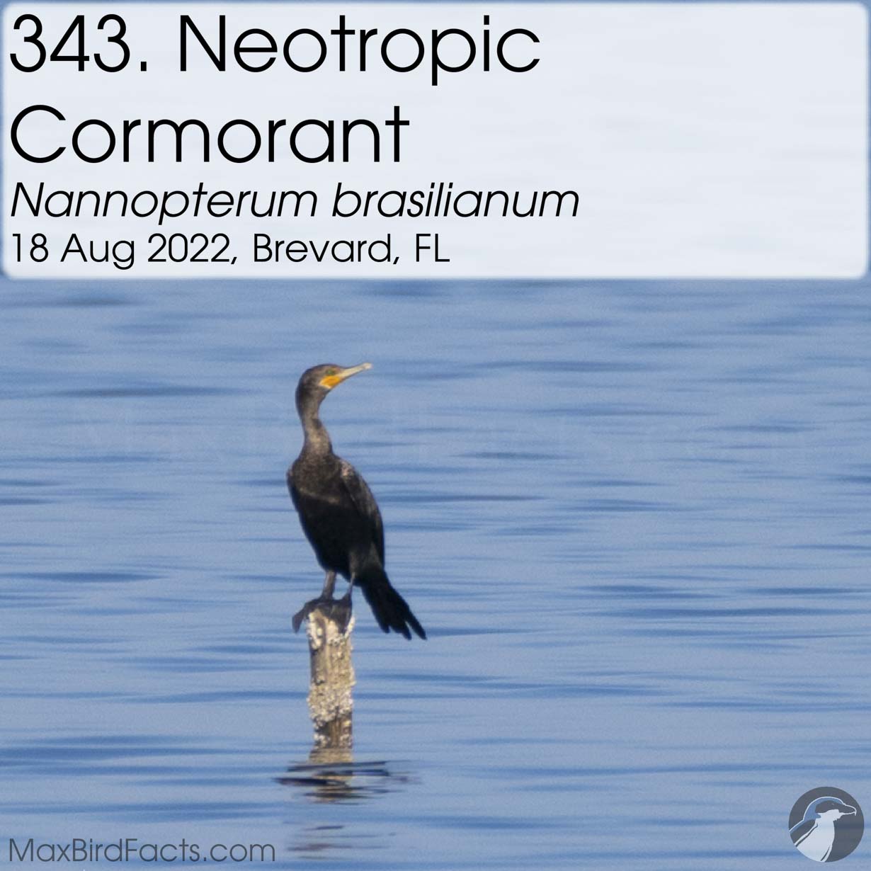 neotropic cormorant