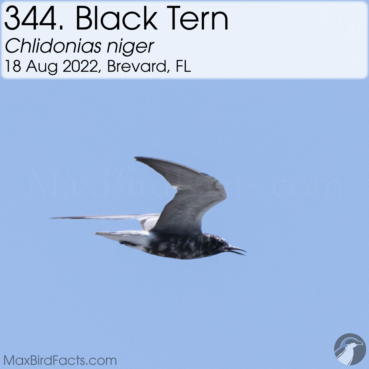 black tern