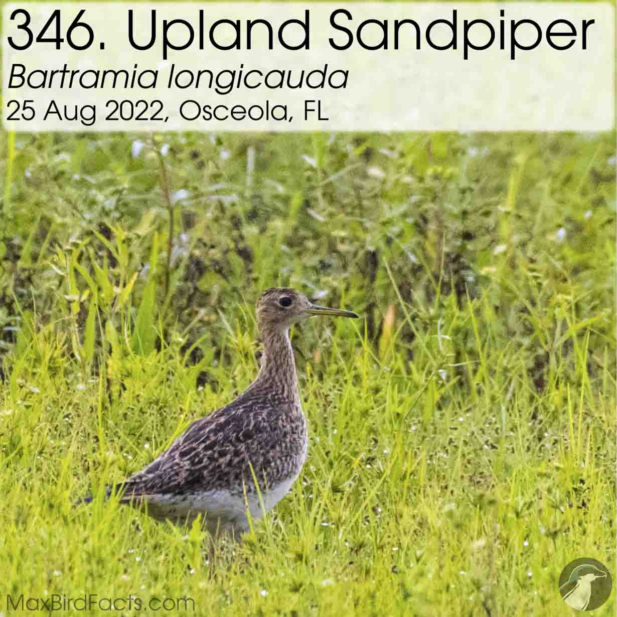 upland sandpiper