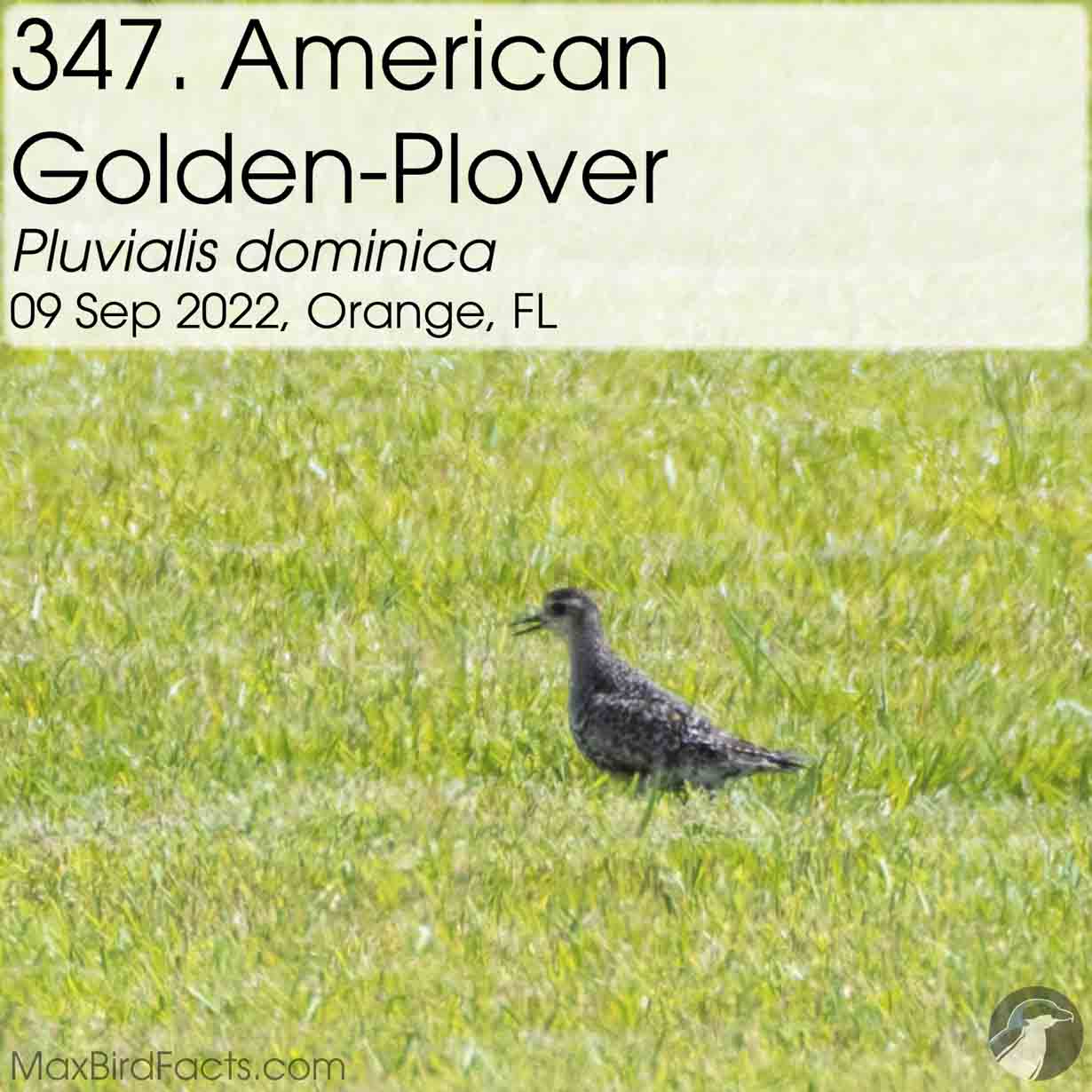 american golden plover