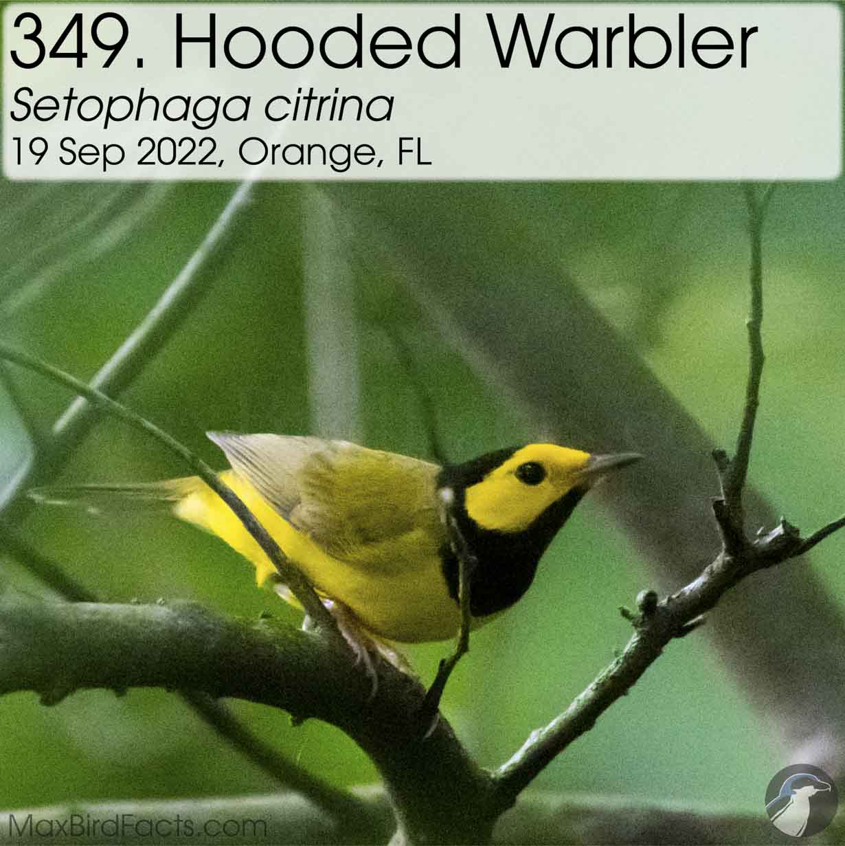 hooded warbler