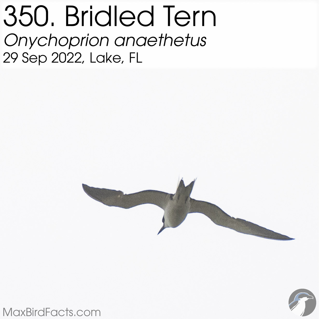 bridled tern