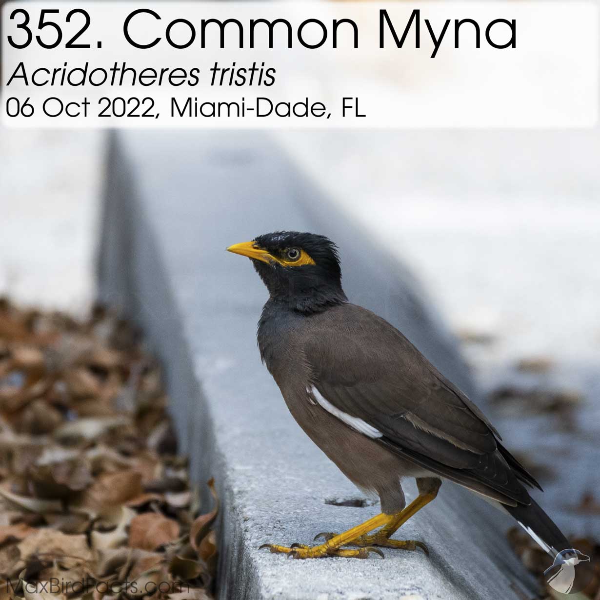 common myna