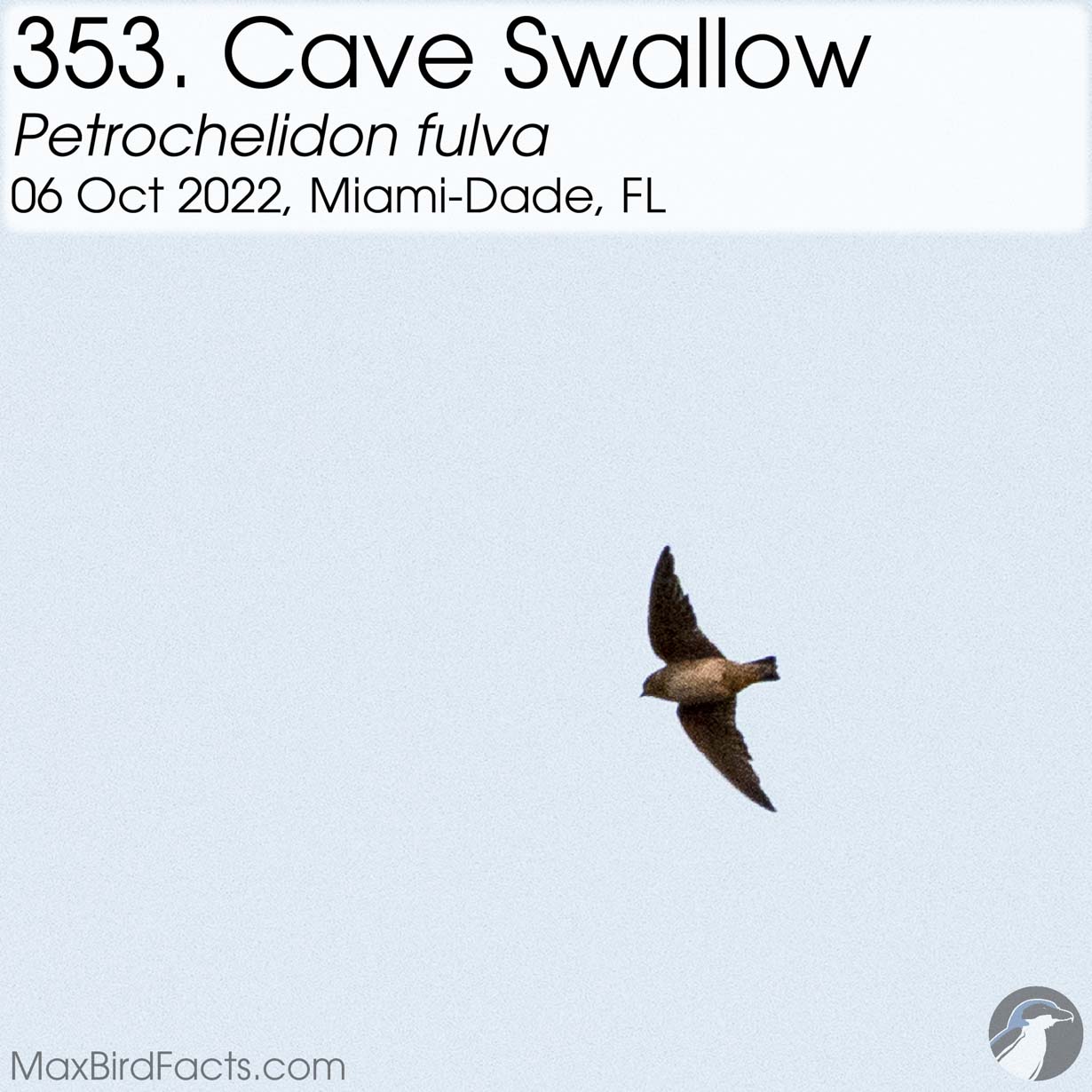 cave swallow