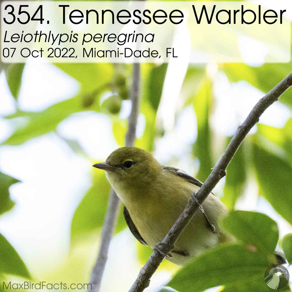 tennessee warbler